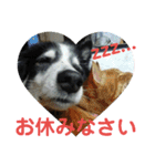 愛犬猫たちのつぶやき（個別スタンプ：39）