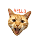 茶トラ 猫 cat スタンプ（個別スタンプ：1）