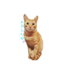 茶トラ 猫 cat スタンプ（個別スタンプ：3）