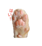 茶トラ 猫 cat スタンプ（個別スタンプ：4）