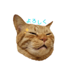 茶トラ 猫 cat スタンプ（個別スタンプ：5）