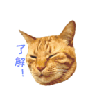 茶トラ 猫 cat スタンプ（個別スタンプ：6）