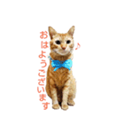 茶トラ 猫 cat スタンプ（個別スタンプ：7）