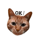 茶トラ 猫 cat スタンプ（個別スタンプ：9）