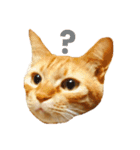 茶トラ 猫 cat スタンプ（個別スタンプ：10）