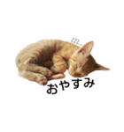 茶トラ 猫 cat スタンプ（個別スタンプ：11）