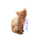茶トラ 猫 cat スタンプ（個別スタンプ：12）