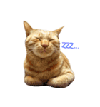 茶トラ 猫 cat スタンプ（個別スタンプ：13）