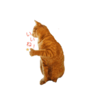 茶トラ 猫 cat スタンプ（個別スタンプ：14）