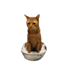 茶トラ 猫 cat スタンプ（個別スタンプ：15）
