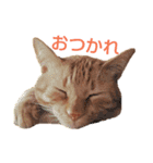 茶トラ 猫 cat スタンプ（個別スタンプ：16）