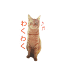茶トラ 猫 cat スタンプ（個別スタンプ：17）