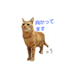 茶トラ 猫 cat スタンプ（個別スタンプ：18）