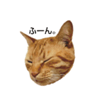 茶トラ 猫 cat スタンプ（個別スタンプ：19）