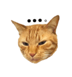 茶トラ 猫 cat スタンプ（個別スタンプ：20）