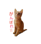 茶トラ 猫 cat スタンプ（個別スタンプ：21）