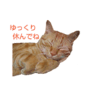 茶トラ 猫 cat スタンプ（個別スタンプ：22）