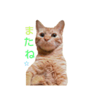 茶トラ 猫 cat スタンプ（個別スタンプ：23）