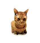 茶トラ 猫 cat スタンプ（個別スタンプ：24）