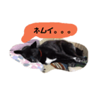 くろちゃんと仲間（個別スタンプ：1）