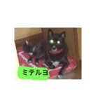 くろちゃんと仲間（個別スタンプ：2）