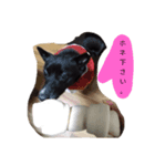 くろちゃんと仲間（個別スタンプ：5）