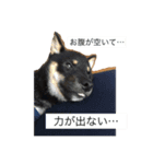黒豆柴(琥太郎)スタンプ（個別スタンプ：4）