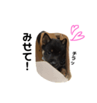 黒豆柴(琥太郎)スタンプ（個別スタンプ：8）