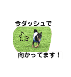 黒豆柴(琥太郎)スタンプ（個別スタンプ：18）