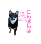 黒豆柴(琥太郎)スタンプ（個別スタンプ：22）