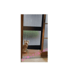 クゥとラピ君（個別スタンプ：4）