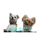 クゥとラピ君（個別スタンプ：5）
