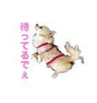 チワワのサラちゃん2♡（個別スタンプ：1）