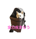 チワワのサラちゃん2♡（個別スタンプ：5）
