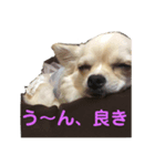 チワワのサラちゃん2♡（個別スタンプ：7）