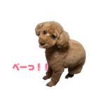 トイプードルのナルちゃん（個別スタンプ：1）