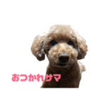 トイプードルのナルちゃん（個別スタンプ：3）