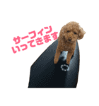 トイプードルのナルちゃん（個別スタンプ：5）