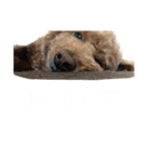 トイプードルのナルちゃん（個別スタンプ：7）