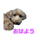 トイプードルのナルちゃん（個別スタンプ：10）