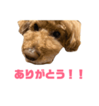 トイプードルのナルちゃん（個別スタンプ：11）