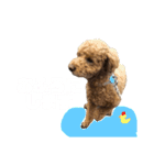 トイプードルのナルちゃん（個別スタンプ：13）