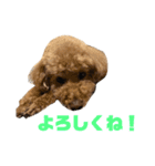 トイプードルのナルちゃん（個別スタンプ：15）