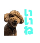 トイプードルのナルちゃん（個別スタンプ：16）
