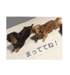 ミニチュアダックスS＆Rのスタンプ！（個別スタンプ：6）