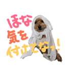 プードルときどきダックス。（個別スタンプ：3）