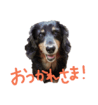 プードルときどきダックス。（個別スタンプ：9）
