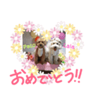 プードルときどきダックス。（個別スタンプ：12）