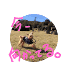プードルときどきダックス。（個別スタンプ：13）