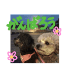 プードルときどきダックス。（個別スタンプ：16）